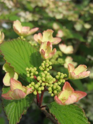 VIBURNUM plicatum 'Kilimanjaro' - image 4