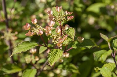 VIBURNUM plicatum 'Kilimanjaro Sunrise' - image 4