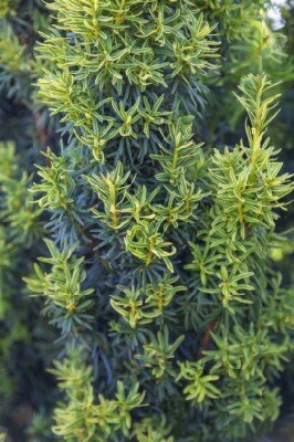 TAXUS baccata 'David' - image 3
