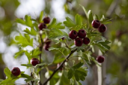 CRATAEGUS monogyna 'Stricta'