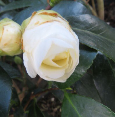 CAMELLIA japonica 'California'