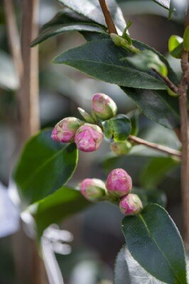 CAMELLIA 'Spring Festival' - image 1