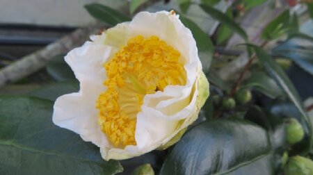 CAMELLIA japonica 'White Swan'