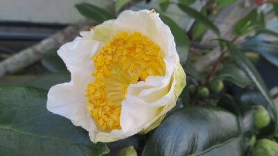 CAMELLIA japonica 'White Swan'