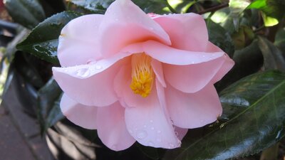 CAMELLIA japonica 'Hagoromo'