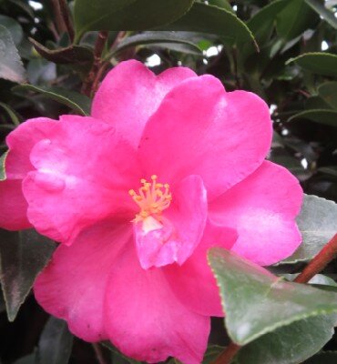 CAMELLIA sasanqua 'Kanjiro'
