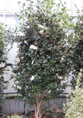 CAMELLIA sasanqua 'Cleopatra White' - image 2