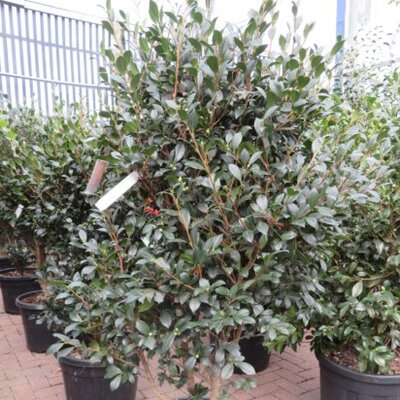 CAMELLIA sasanqua 'Yuletide' - image 2