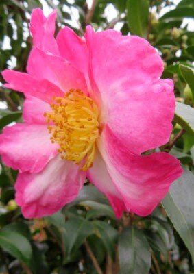 CAMELLIA sasanqua 'Navajo'