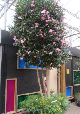 CAMELLIA sasanqua 'Cleopatra'