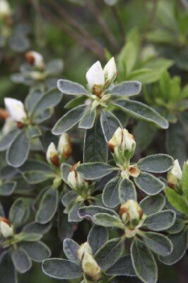 AZALEA japonica 'Treasure'