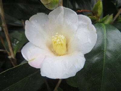 CAMELLIA japonica 'Apple Blossom'