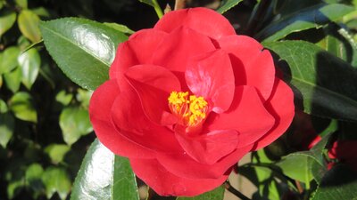 CAMELLIA japonica 'Red Hots'