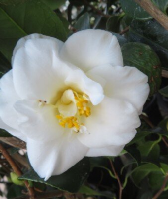 CAMELLIA japonica 'Triphosa'