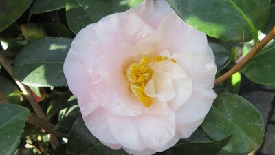 CAMELLIA japonica 'Doctor Tinsley'