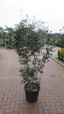 CAMELLIA sasanqua 'Cherilyn'
