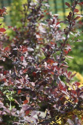 BERBERIS thunbergii 'Atropurpurea' - image 1