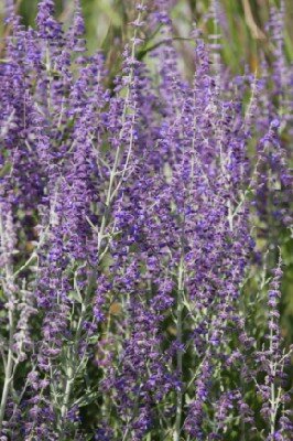 SALVIA 'Little Spire' - image 3