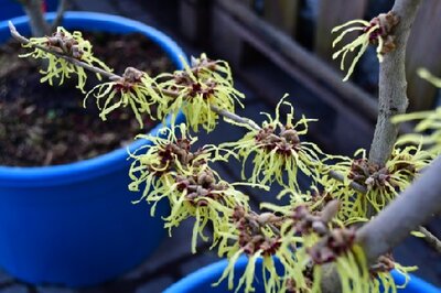 HAMAMELIS x intermedia 'Pallida' - image 5