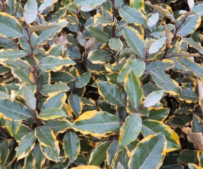 ELAEAGNUS x ebbingei 'Viveleg'