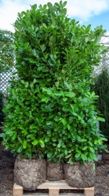 PRUNUS laurocerasus 'Rotundifolia' - image 2