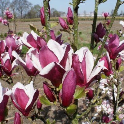 MAGNOLIA 'March Til Frost' - image 3