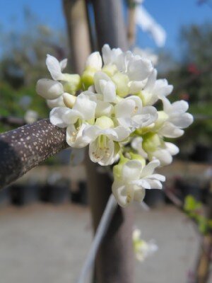 CERCIS canadensis 'Vanilla Twist'