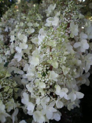HYDRANGEA paniculata 'Pinky Winky' - image 2