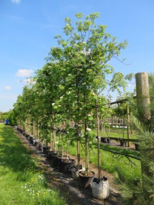 SORBUS aucuparia - image 1