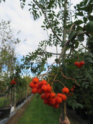 SORBUS aucuparia - image 2