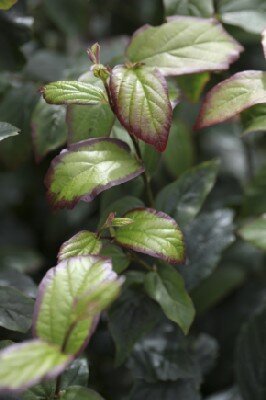 PARROTIA persica 'Persian Spire' - image 3