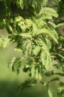 METASEQUOIA glyptostroboides