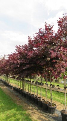 CERCIS canadensis 'Forest Pansy' - image 8