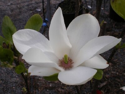 MAGNOLIA x soulangeana 'Alba Superba' - image 5