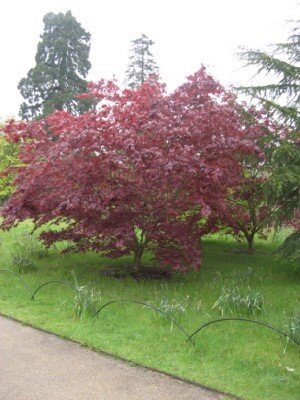ACER palmatum 'Red Star' - image 2