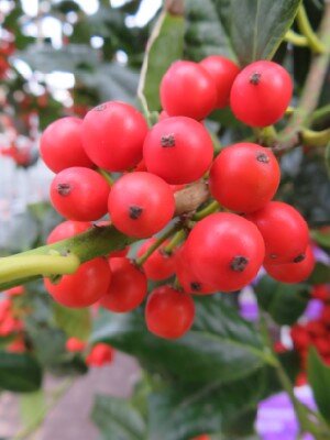 ILEX 'Nellie R. Stevens'