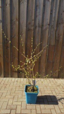 CORYLOPSIS spicata