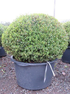 ILEX crenata 'Glorie Dwarf' - image 2