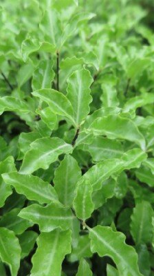 PITTOSPORUM tenuifolium - image 1