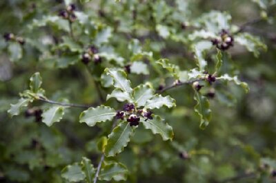 PITTOSPORUM tenuifolium - image 3