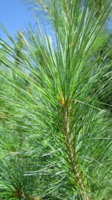 PINUS strobus