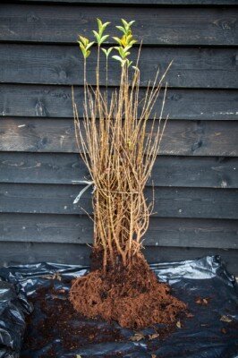 LIGUSTRUM ovalifolium 'Aureum'