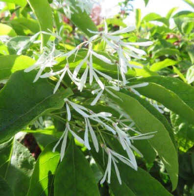 CHIONANTHUS retusus