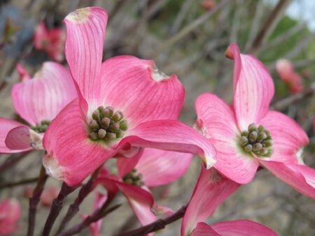 CORNUS florida 'Cherokee Chief'