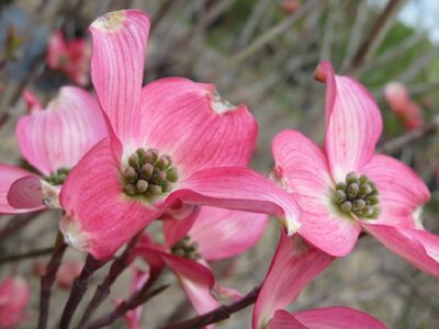 CORNUS florida 'Cherokee Chief'