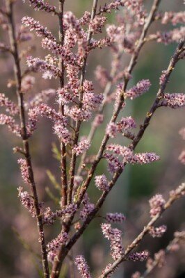 TAMARIX tetrandra - image 2