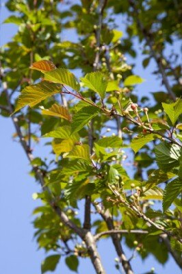 PRUNUS 'Spire' - image 5