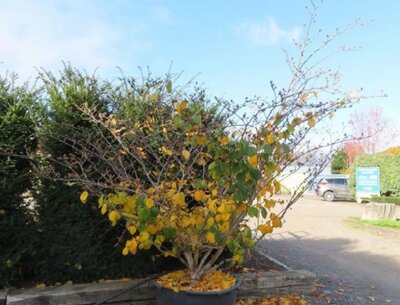HAMAMELIS x intermedia 'Jelena' - image 3