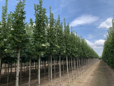 ACER platanoides 'Mauritz Upright' - image 4