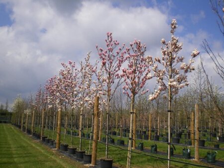 MAGNOLIA 'Heaven Scent'